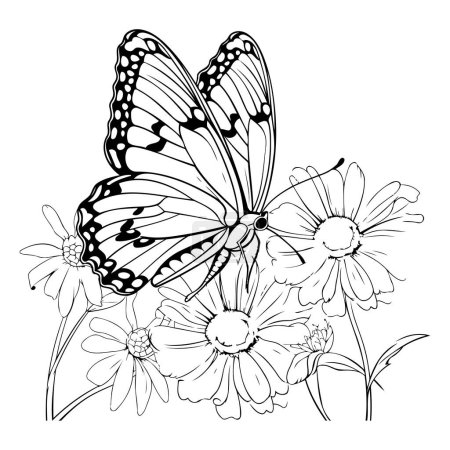 Illustration for Butterfly and daisy flowers in black and white. Vector illustration. - Royalty Free Image