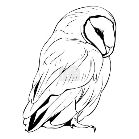 Ilustración de Dibujo dibujado a mano de un búho aislado sobre fondo blanco. Ilustración vectorial. - Imagen libre de derechos