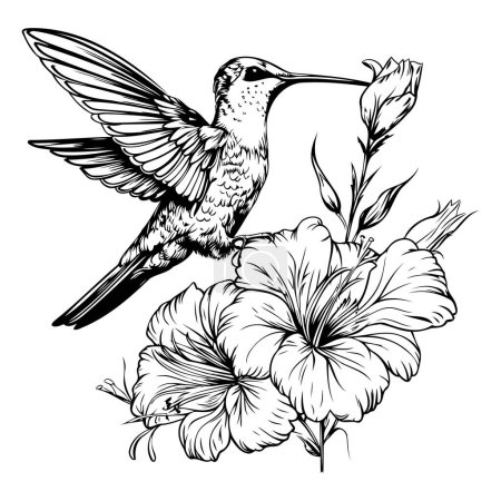 Téléchargez les illustrations : Colibri et fleurs. Illustration vectorielle de gravure noir et blanc. - en licence libre de droit