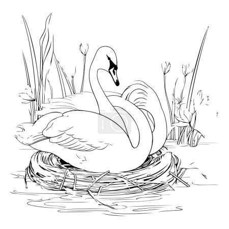 Ilustración de Cisne en un nido. Ilustración vectorial en blanco y negro para colorear libro. - Imagen libre de derechos