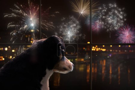 Foto de Perro mirar por la ventana y ver los fuegos artificiales - Imagen libre de derechos