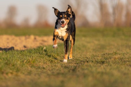 Netter Appenzeller Sennenhund läuft am Frühlingsanfang über die Wiese