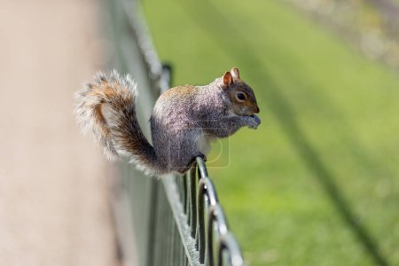 Photo for Eastern Gray Squirrel (Sciurus carolinensis) enjoys a snack. - Royalty Free Image