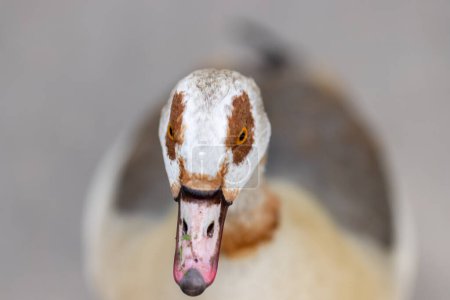 Photo for Egyptian Goose Alopochen aegyptiacus - Nilgans - Royalty Free Image