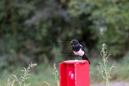 Photo for Close up of an Eurasian Magpie perched - Royalty Free Image