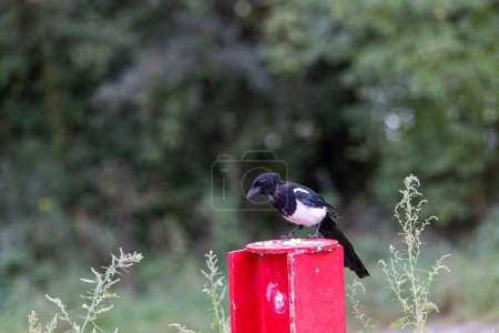 Photo for Close up of an Eurasian Magpie perched - Royalty Free Image