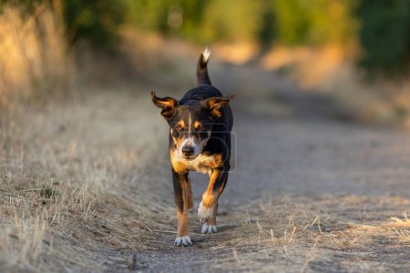 Glücklicher Hundeauslauf im Park, Appenzeller Sennenhund