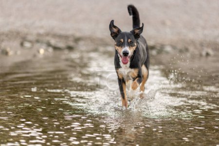 appenzeller mountain dog jumping into water, sennenhund
