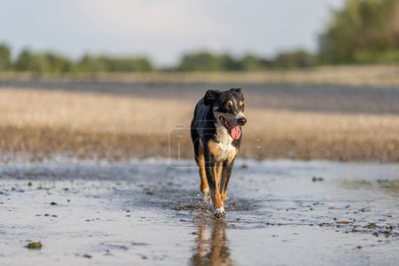 appenzeller perro de montaña saltando al agua, sennenhund