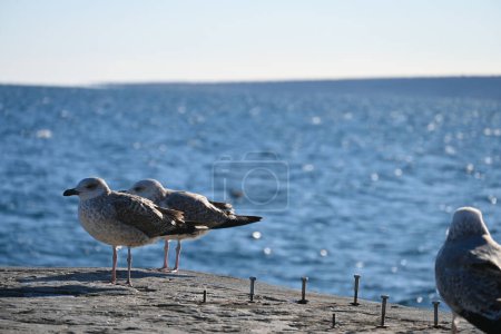 Photo for Young seagulls ,Larus Argentatus,flew to rest on a stone pier in the rays of the setting sun. Young birds change their plumage only in the fourth year of life. - Royalty Free Image