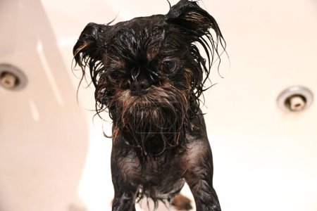 Téléchargez les photos : Un chien Griffin belge adulte lavé avec un shampooing spécial pour chien après avoir marché un jour de pluie sur un sol humide. Ce chien ludique et curieux est prêt à marcher avec le propriétaire par tous les temps. - en image libre de droit
