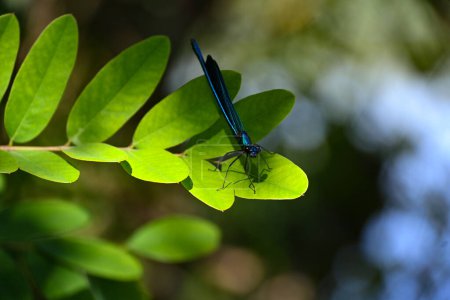 the bright summer sun illuminates the leaves on which a small blue dragonfly sits against the backdrop of sun glare, ready to continue its flight at any moment
