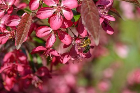 cálido día soleado en un parque con un hermoso árbol floreciente y una abeja ocupada en sus flores.