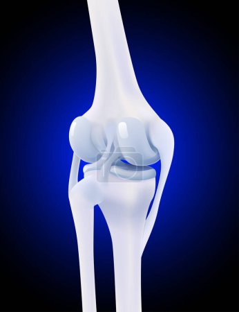 Téléchargez les photos : Illustration 3D du ligament collatéral postérieur de l'os du genou humain sur fond bleu foncé. - en image libre de droit