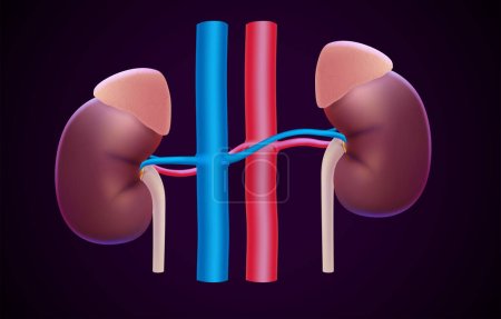 3D-Illustration zweier menschlicher Nieren neben Arterien und Venen auf dunklem Hintergrund.