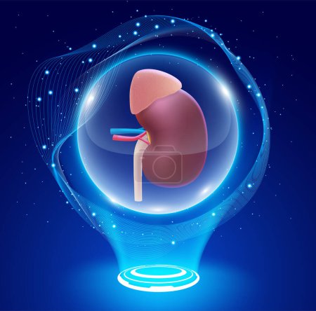 Foto de Ilustración 3D de un riñón humano en una bola de cristal se siente mágico en dar esperanza a los pacientes que esperan un trasplante de riñón. - Imagen libre de derechos