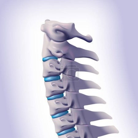 Ilustración de Ilustración 3D. Vértebras cervicales conectadas al cráneo humano. - Imagen libre de derechos