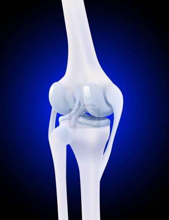 Illustration for 3d illustration of posterior collateral ligament of human knee bone on dark blue background. - Royalty Free Image