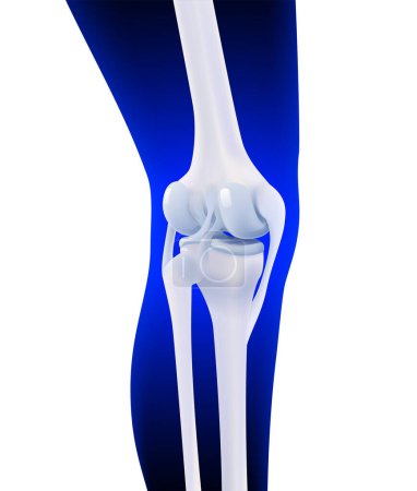 Illustration for 3D illustration of posterior ligament of human knee bone on dark blue leg silhouette background. - Royalty Free Image