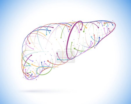 Illustration for Illustration of colored lines and intersections of human liver, modern style, on white background. It is used in medicine, commerce, industry and education. - Royalty Free Image