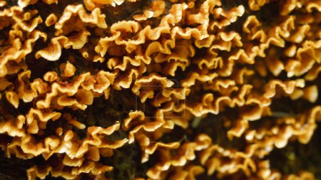 Mushroom pattern macro shoot. Orange mushroom background
