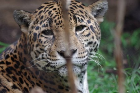 Foto de TURTLE BACK ZOO-WEST ORANGE, NEW JERSEY, USA-29 DE AGOSTO DE 2023: Visto en el zoológico hoy estaba este hermoso Jaguar (Panthera onca). - Imagen libre de derechos