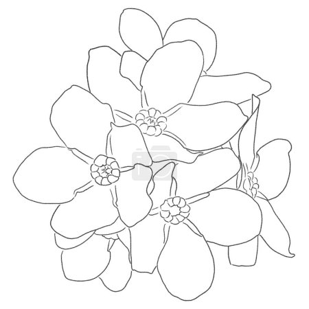 Handgezeichnete Tuschestrichzeichnung von Vergissmeinnicht-Blumen auf weißem Hintergrund 