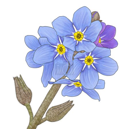 handgezeichnete Illustration von Vergissmeinnicht-Blumen auf weißem Hintergrund 