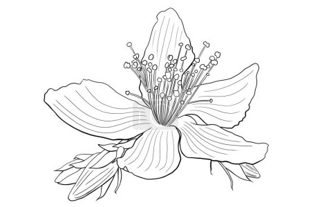 line ink drawing of St. John's wort flower on white background 