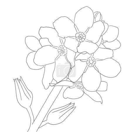 hand drawn ink line drawing of forget-me-not flowers on a white background 