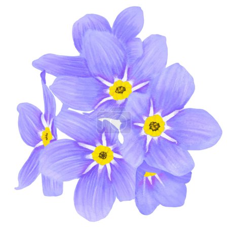 handgezeichnete Illustration von Vergissmeinnicht-Blumen auf weißem Hintergrund 