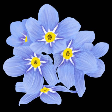 hand-drawn illustration of forget-me-not flowers on a black background 