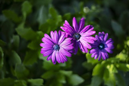 Photo for Purple osteospermum beautiful african daisy flower in bloom on a green flower bed background - Royalty Free Image