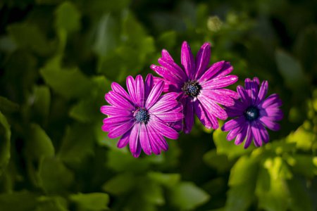 Photo for Purple osteospermum beautiful african daisy flower in bloom on a green flower bed background - Royalty Free Image