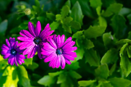 Photo for Beautiful purple trio african daisy flower in bloom in a green garden flowerbed - Royalty Free Image