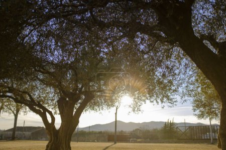 Alter Olivenbaum auf einem Feld bei Sonnenuntergang mit Sonne, die durch die Blätter scheint