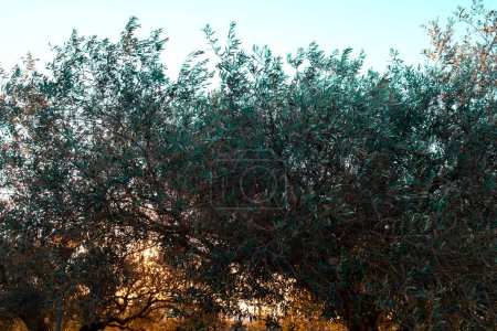 Photo for Old olive tree on a field sunset landscape with sun shining through the leaves - Royalty Free Image