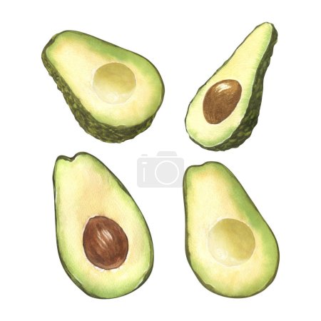 Photo for Watercolor set of fresh whole and sliced avocado. Hand-drawn illustration isolated on white background. Perfect food menu, healthy food drawing, design packing - Royalty Free Image