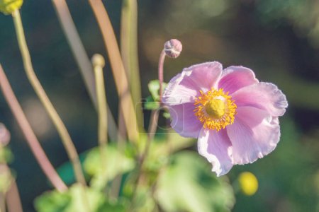 Photo for Pink flower of Eriocapitella vitifolia. - Royalty Free Image