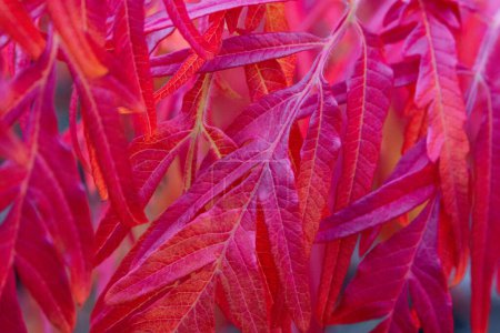 Téléchargez les photos : Branche aux feuilles rouges de Rhus typhina. Plante ornementale. Automne plante fond. - en image libre de droit