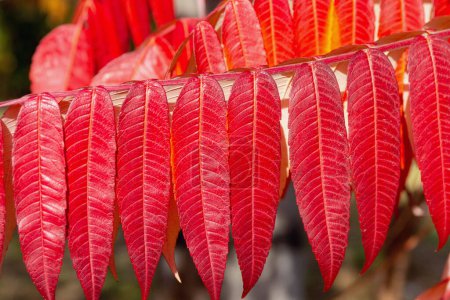 Téléchargez les photos : Belles feuilles rouges d'automne de Rhus typhina, sumac de staghorn. Gros plan. Arrière-plan floral automne. - en image libre de droit