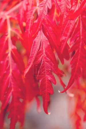 Téléchargez les photos : Branche aux feuilles rouges de Rhus typhina par une journée ensoleillée d'automne. Plante ornementale. Automne plante fond. - en image libre de droit