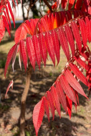 Téléchargez les photos : Beau buisson de Rhus typhina avec des feuilles rouge vif dans le jardin au soleil. Plante ornementale pour jardinage et aménagement paysager. - en image libre de droit