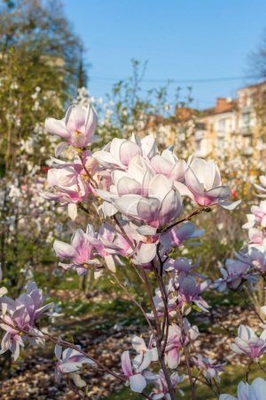 Large beautiful magnolia flowers in the garden against the background of the house. Ornamental plants. 