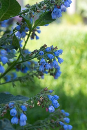 Zarte blaue Blüten von Symphytum officinale auf einer Wiese. Heilkräuter und giftige Pflanzen Beinwell. 