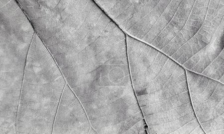 Photo for Knoted leaf pattern in black and white with a single leaf. - Royalty Free Image