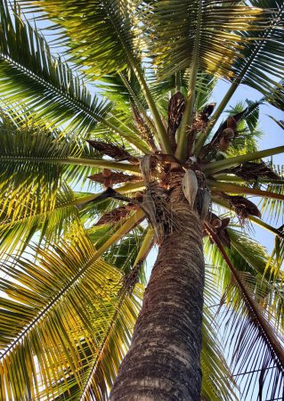 Photo for Sea - coast palm tree with coconuts and birds on it. - Royalty Free Image