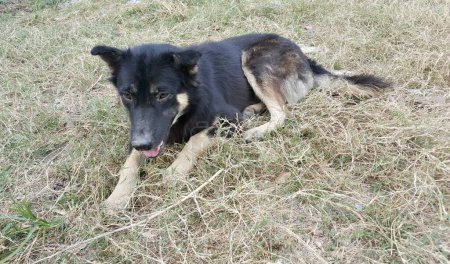Téléchargez les photos : Berger allemand chien couché dans l'herbe avec sa langue sur. - en image libre de droit