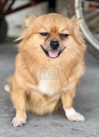 Téléchargez les photos : Une photographie de chien poméranien assis sur le sol avec la langue sortie. - en image libre de droit