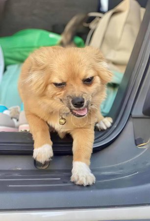 Téléchargez les photos : Une photographie de chihuahua assis sur le capot d'une voiture. - en image libre de droit